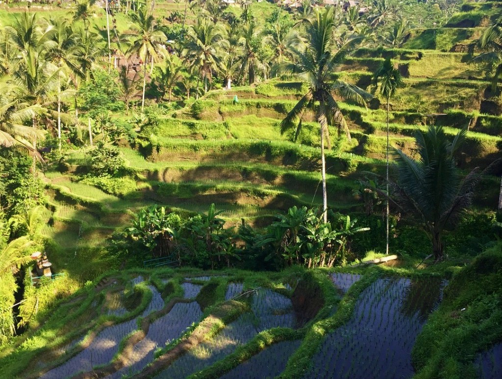 This image has an empty alt attribute; its file name is ubud.jpg